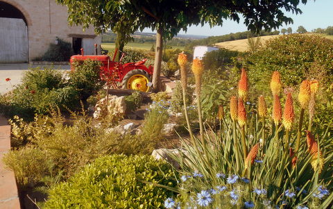 fleurs et vieux tracteur (JPG)